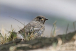 <p>REHEK DOMÁCÍ (Phoenicurus ochruros) /Black redstart - Hausrotschwanz/</p>